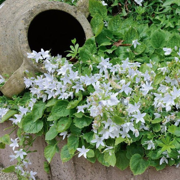 Campanula Porskarskiana Var Lanata