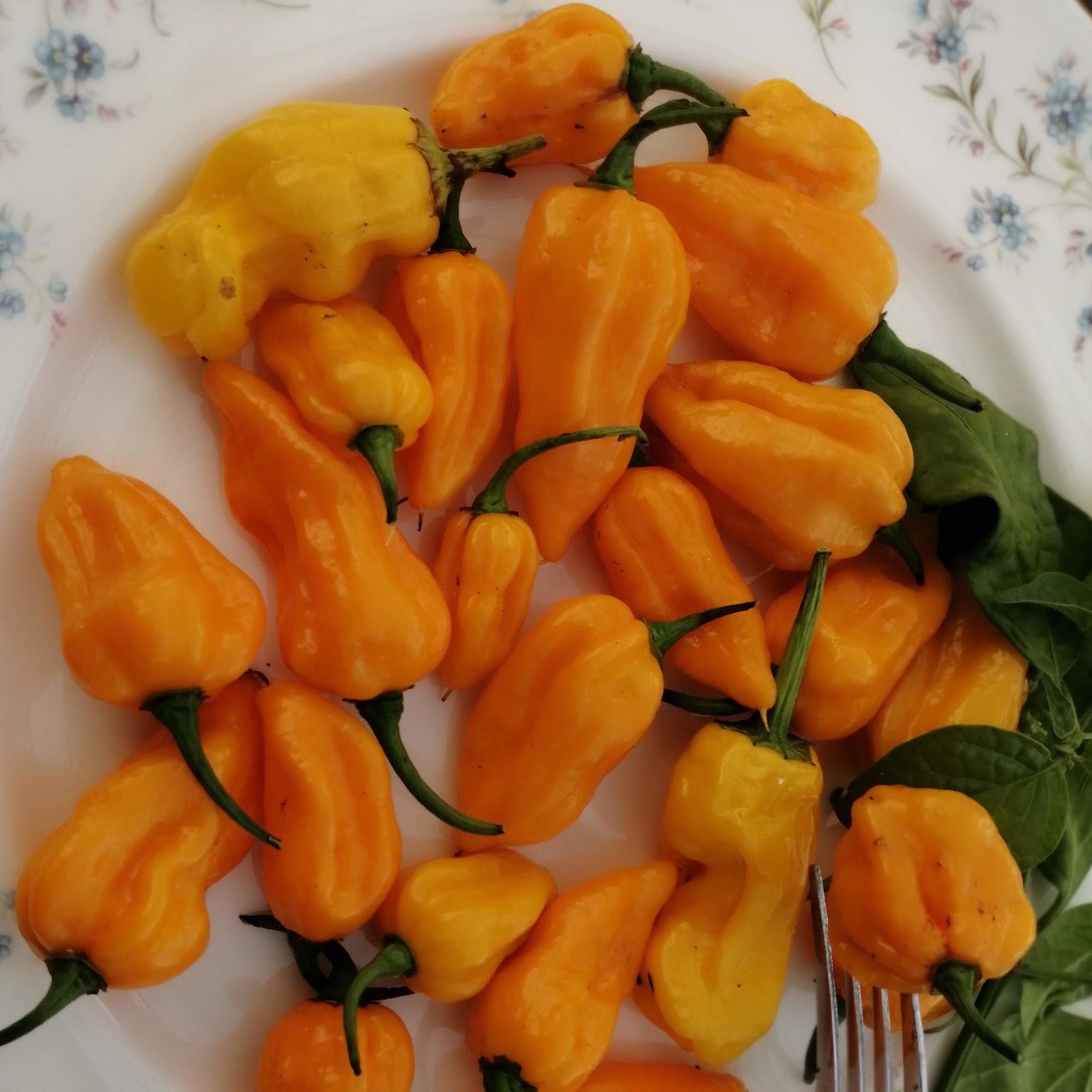 Pepper Fatalie Yellow