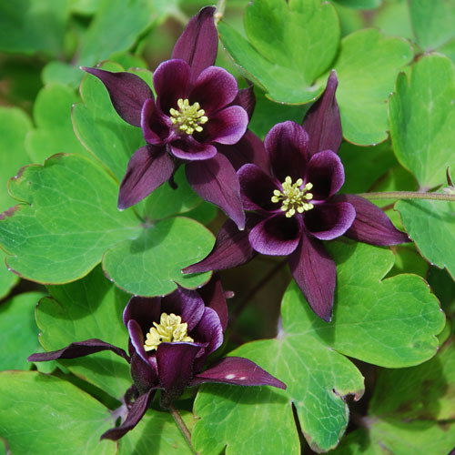 Aquilegia Kurdistanica