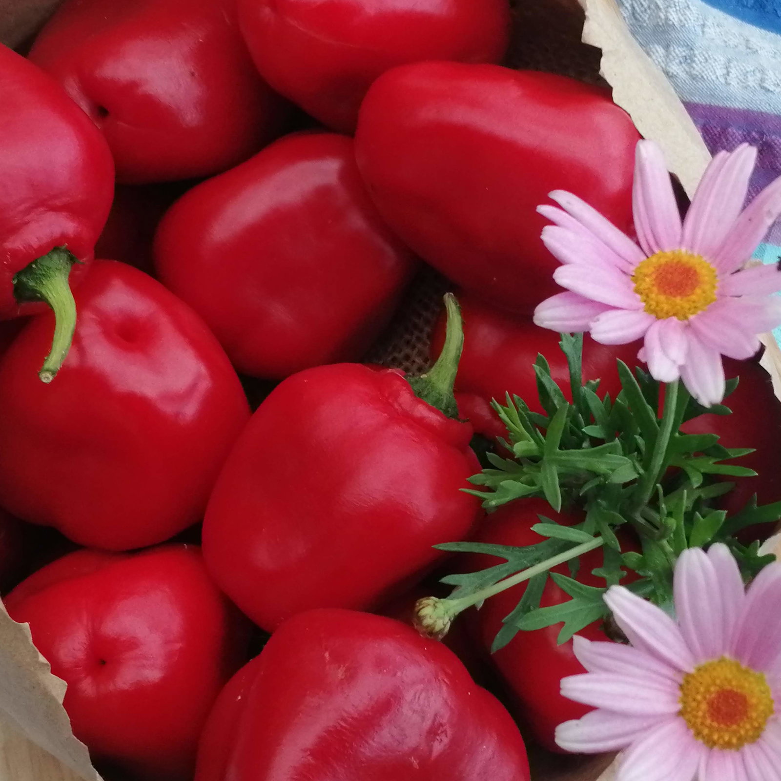 Pepper Ricotta Red B