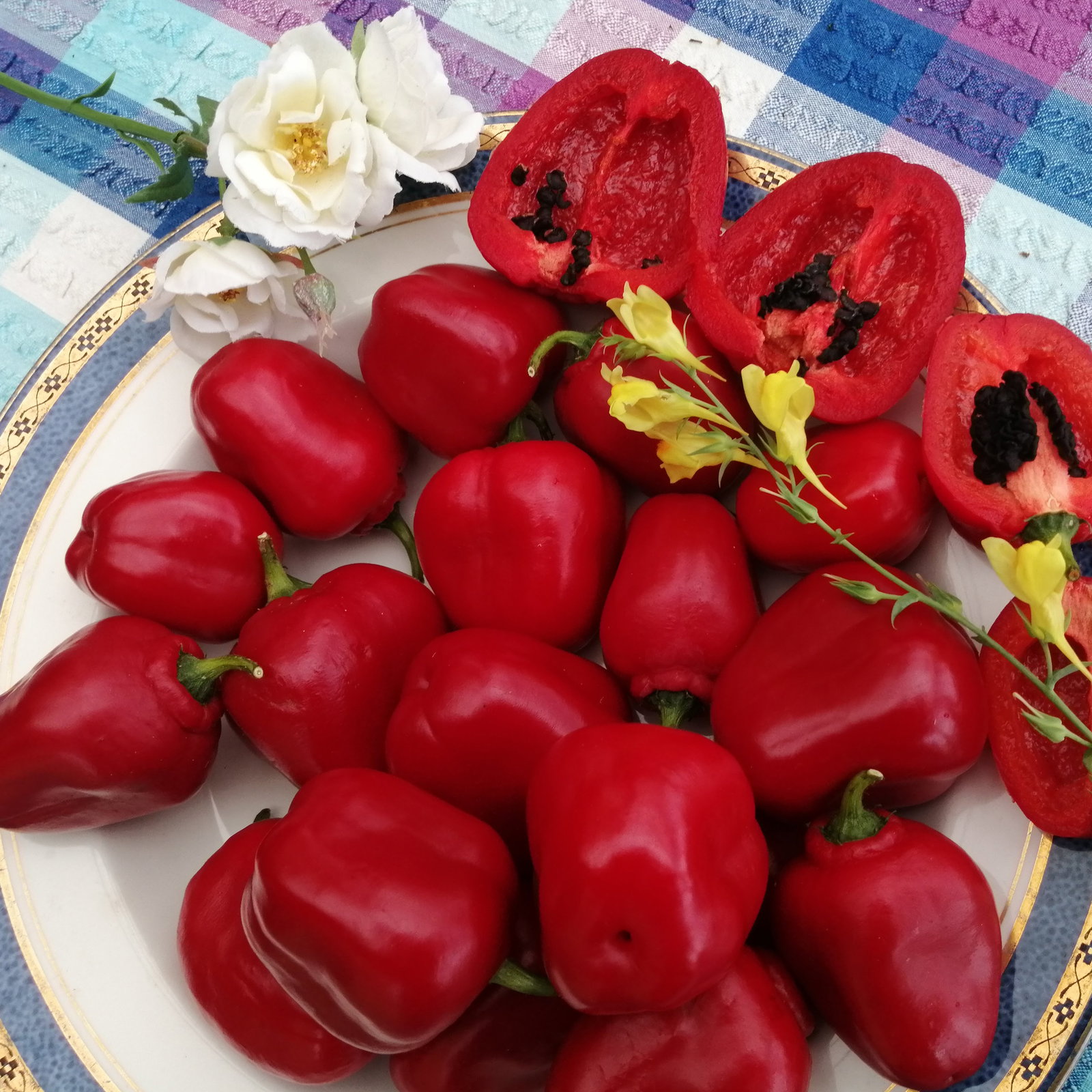 Pepper Ricotta Red A