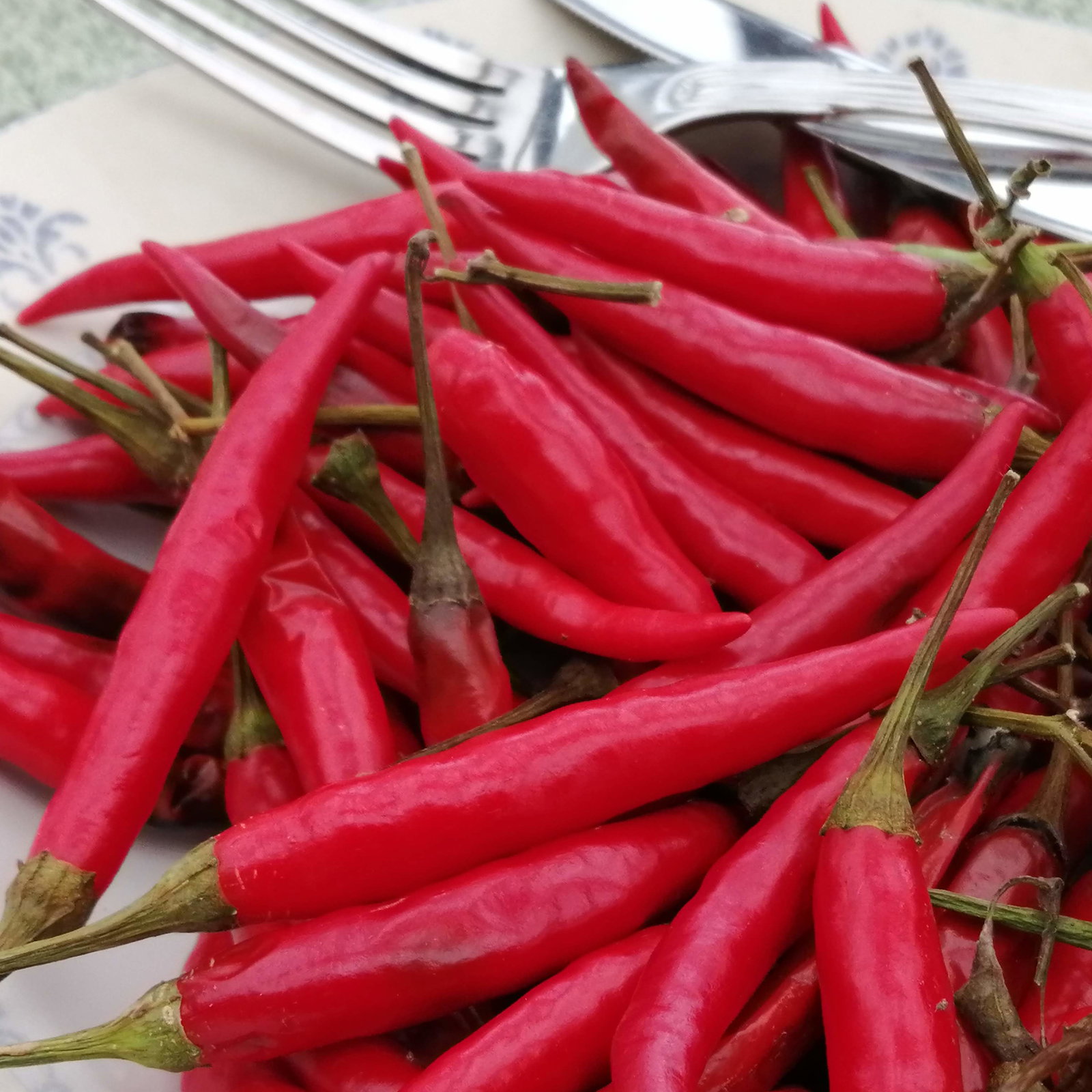 Pepper Birds Eye