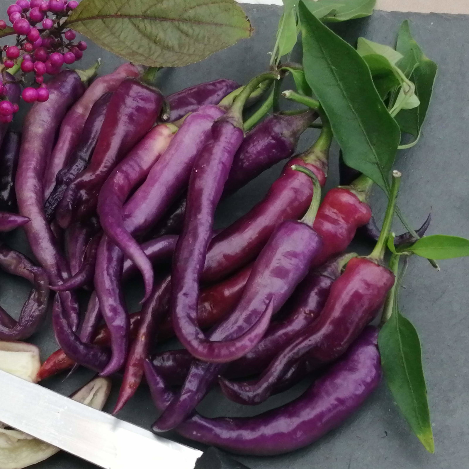 Pepper Beuna Multa