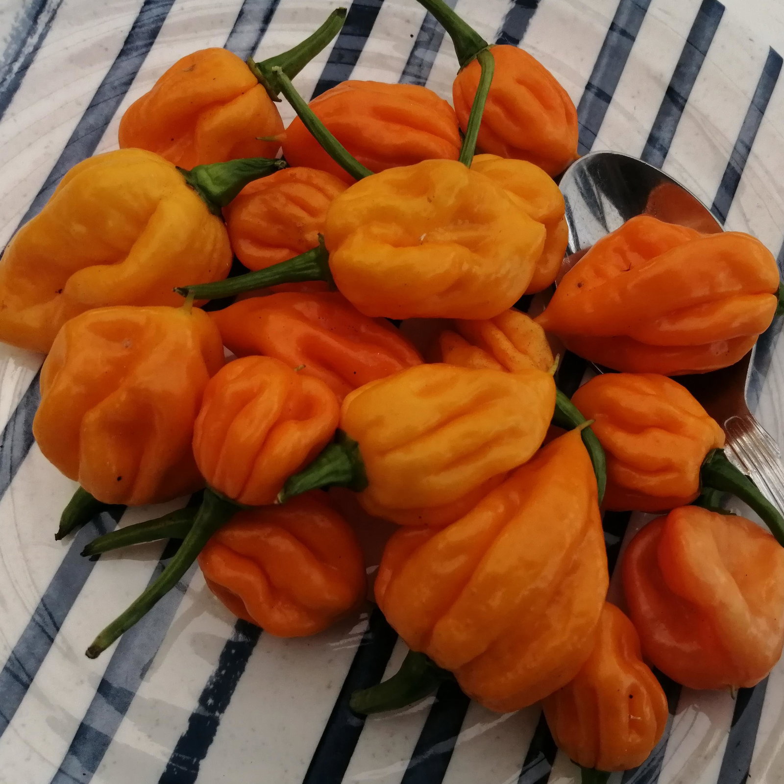 Pepper Carolina Reaper Orange