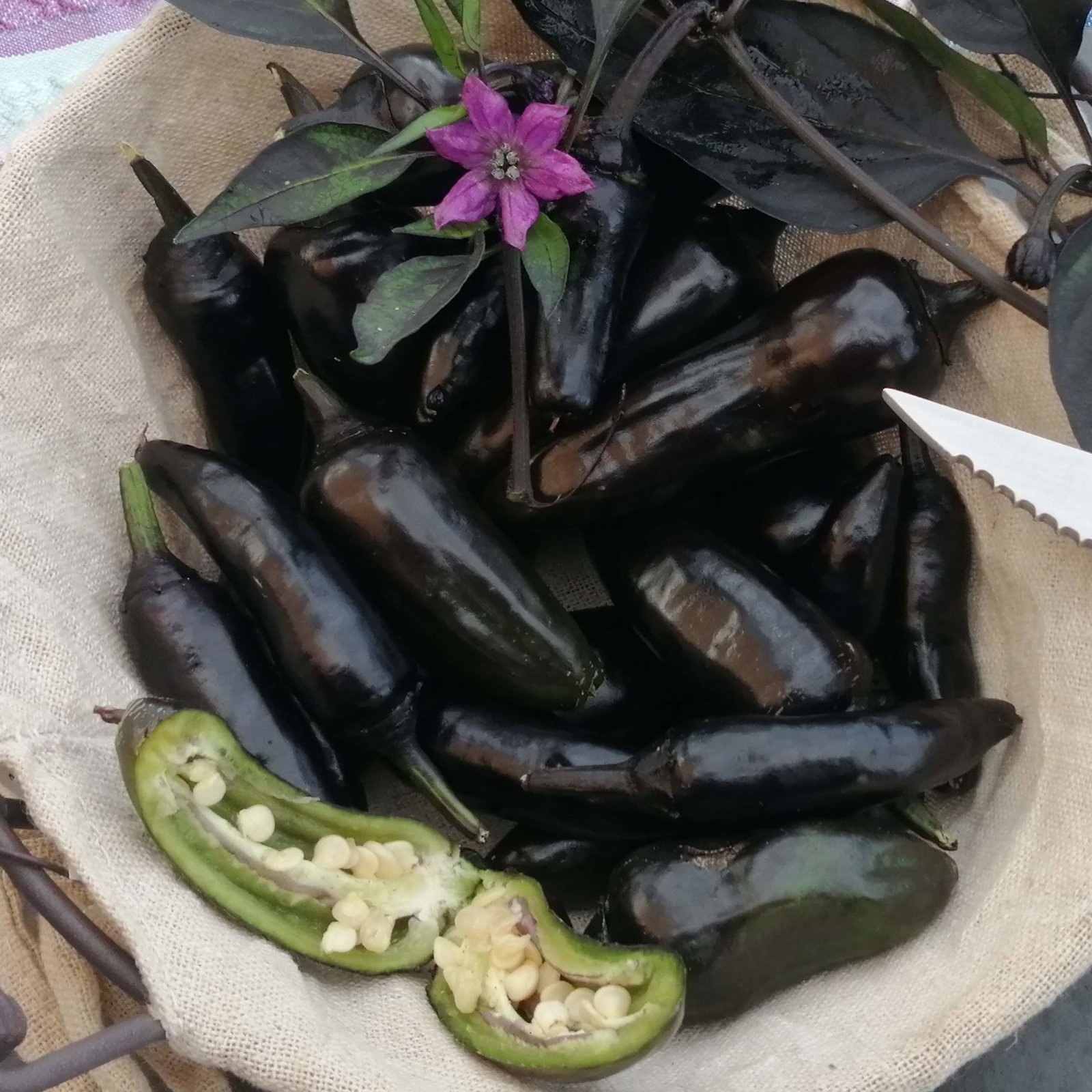 Pepper Count Dracula