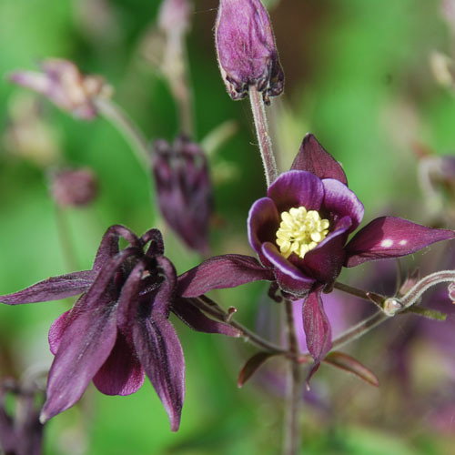 Aquilegia Kurdistanica