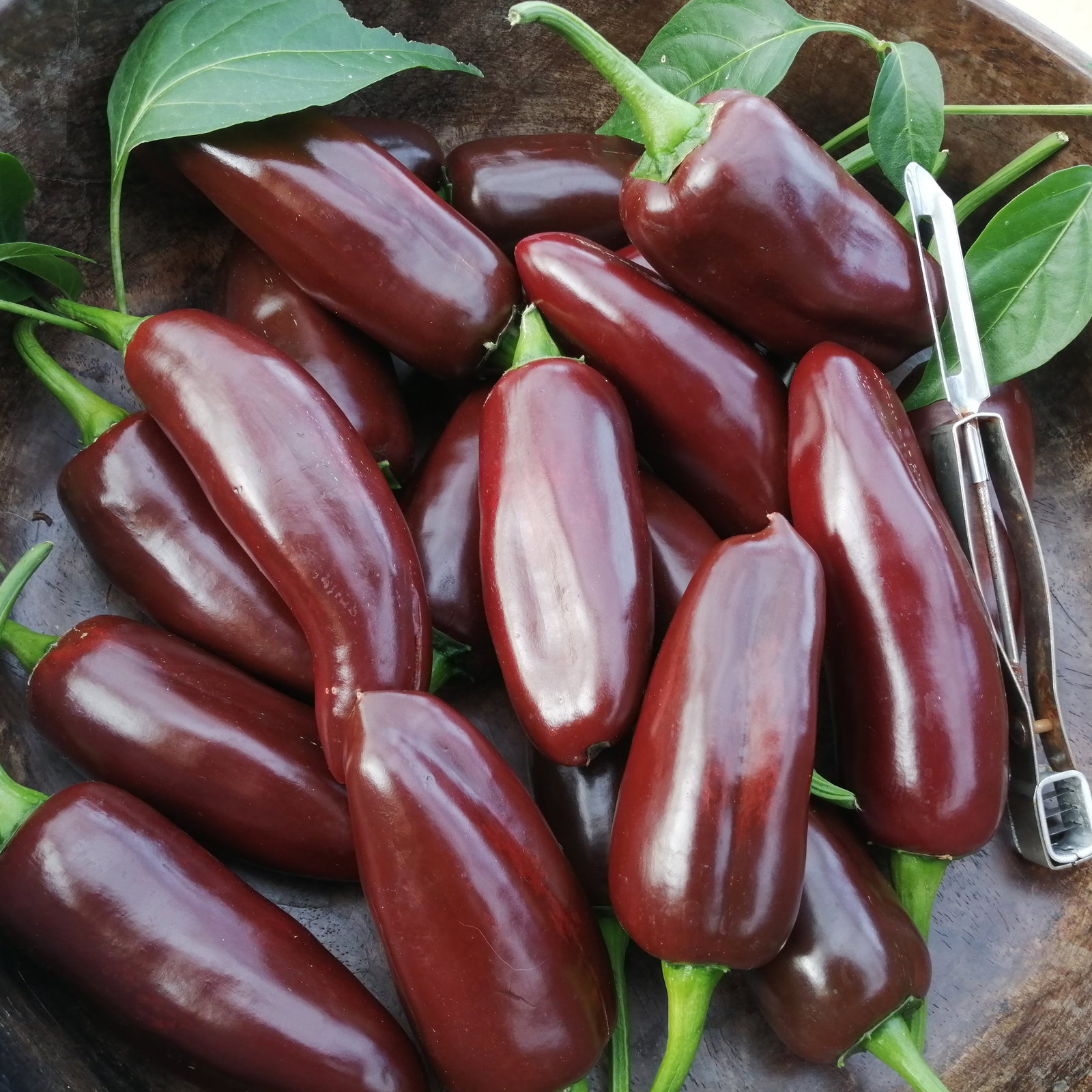 Pepper Brown Jalapeno