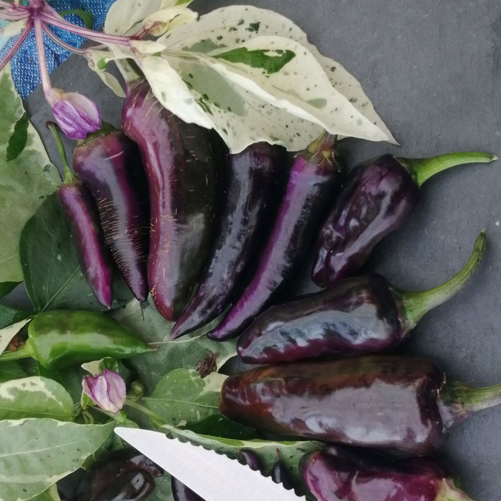 Pepper Jalapeno Tiger