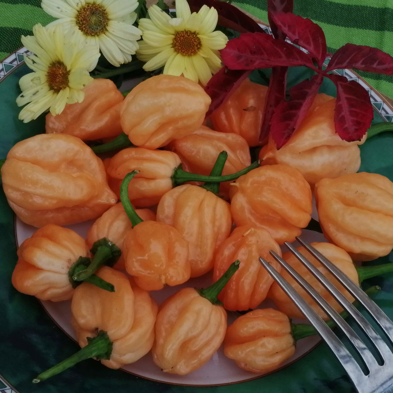Pepper Khang Star Peach Starkist