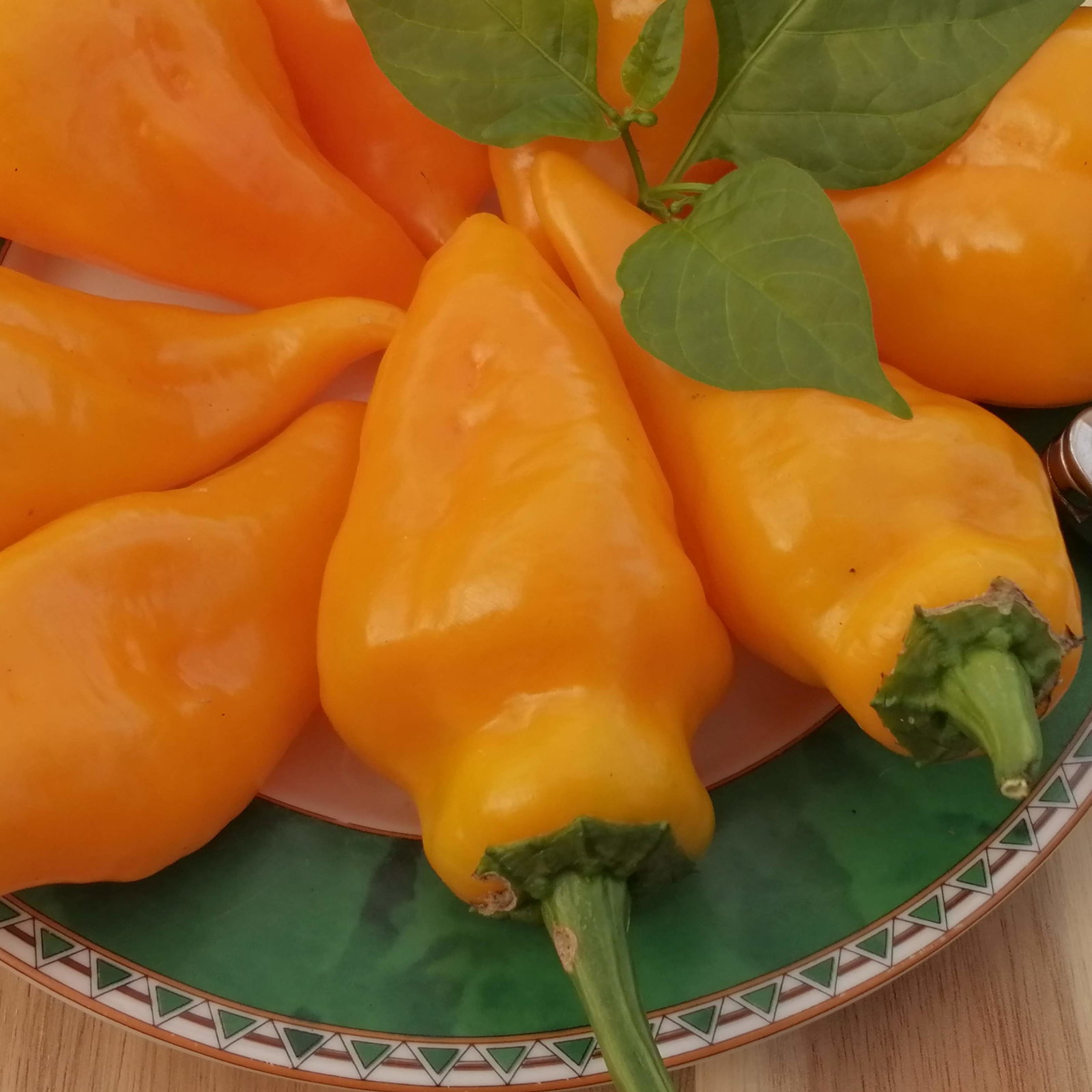 Pepper Monkeyface Yellow