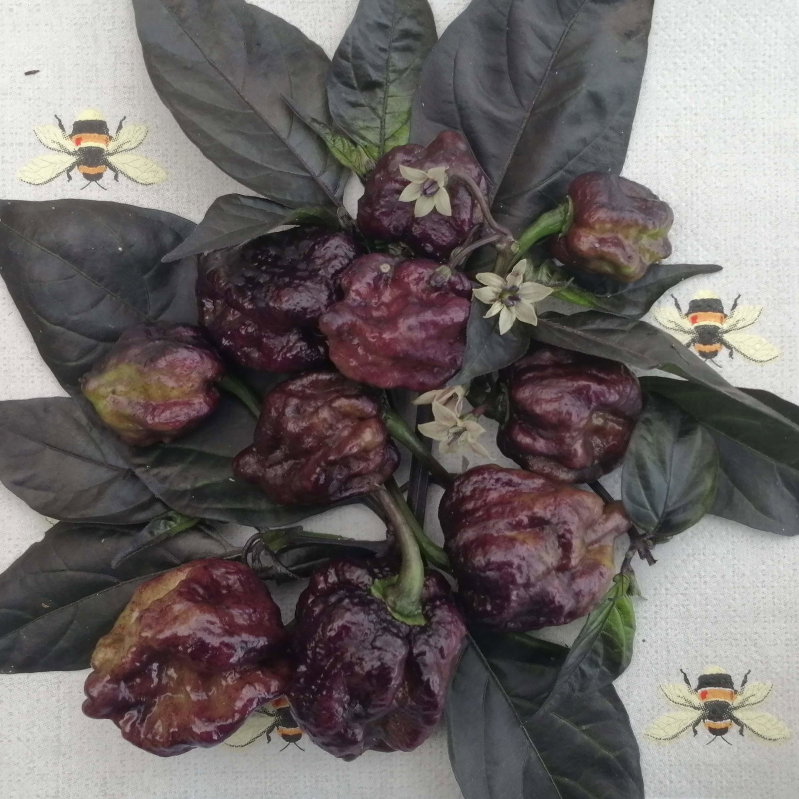 Pepper Moruca Blackjack