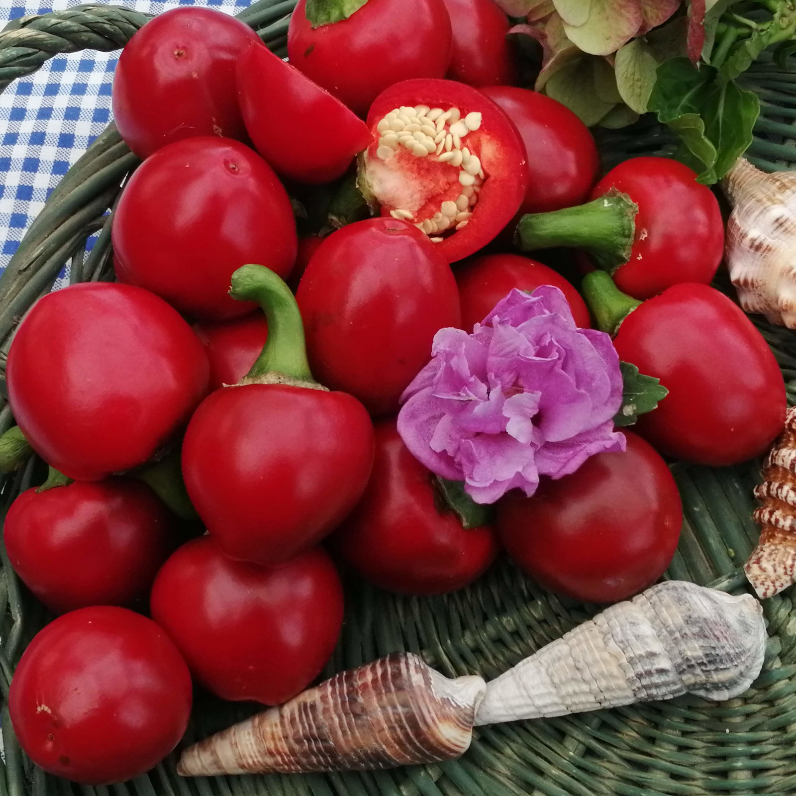 Pepper Peperoncino Tondo Calabrese