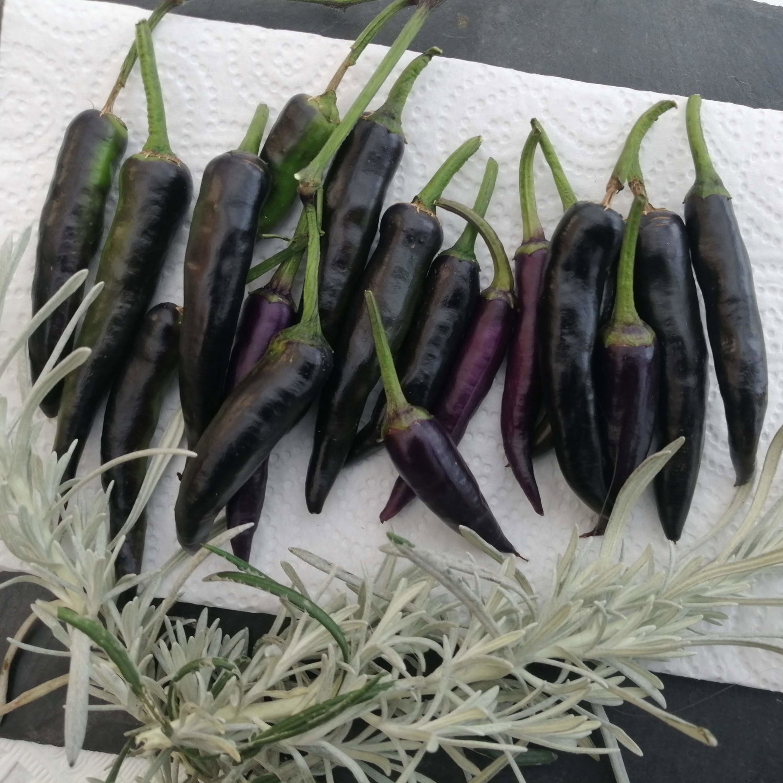 Pepper Purple Cayenne
