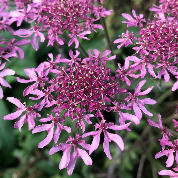 Heracleum Pink Cloud
