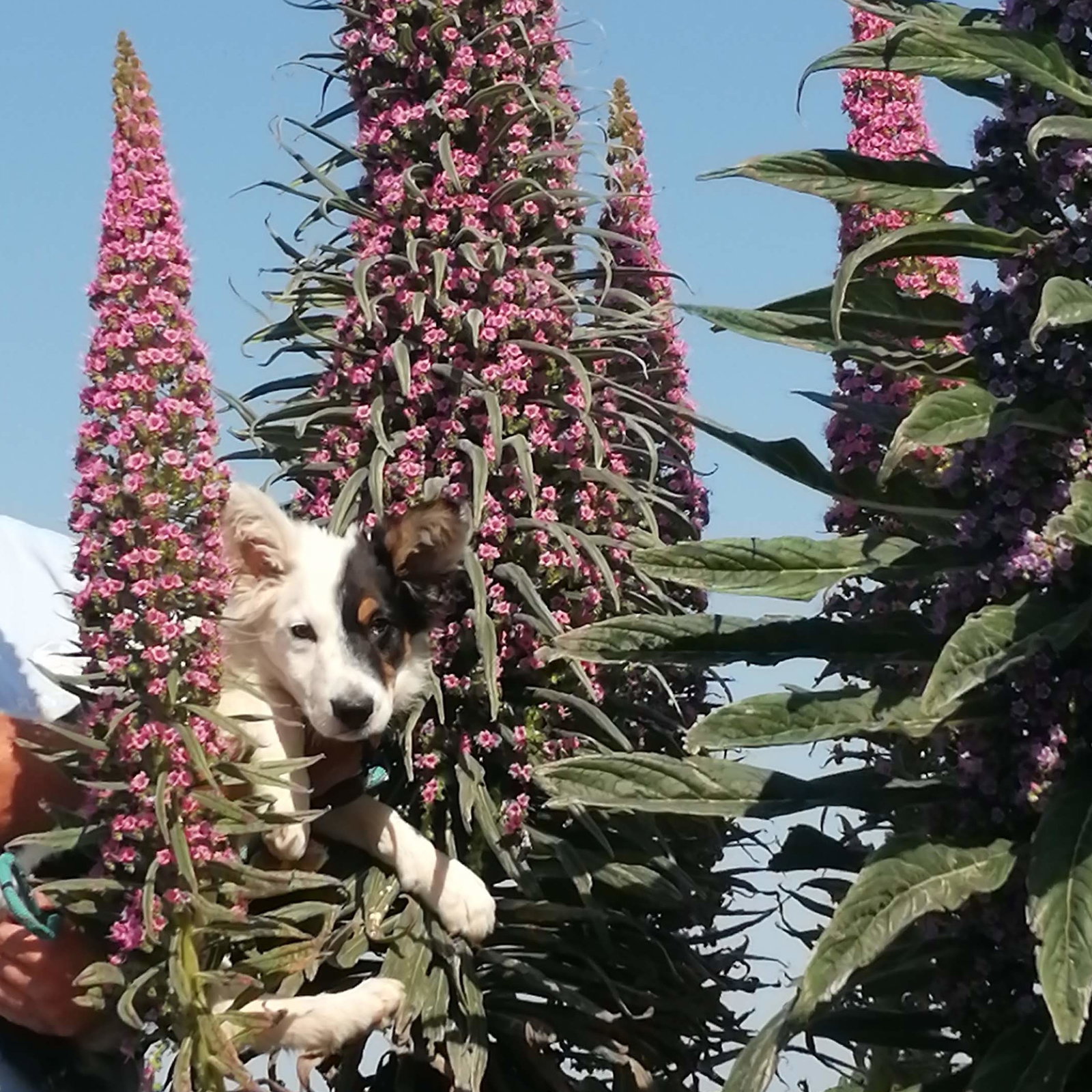 Echium Pink Poker