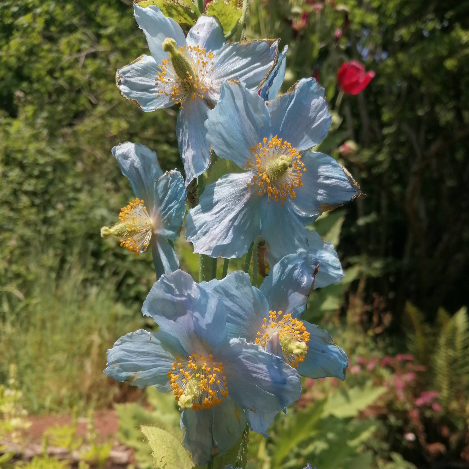 Meconopsis Blue Towers