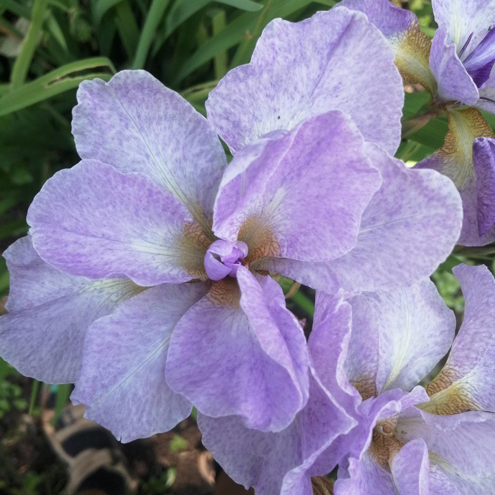 Iris Blue Silk