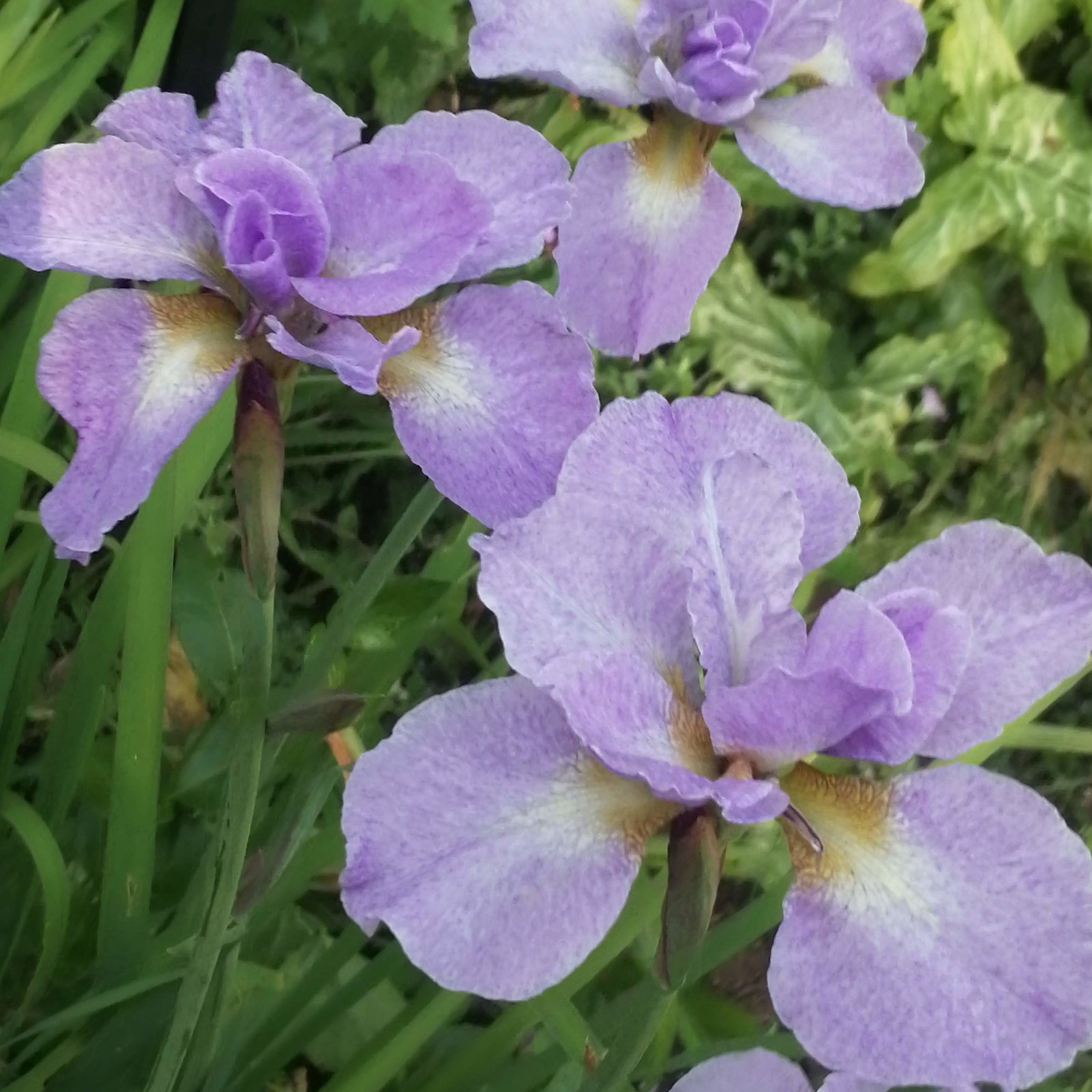 Iris Blue Silk