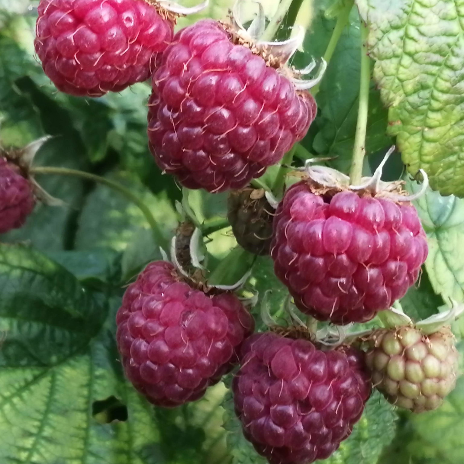 Raspberry Fire Raspberry Autumn Fire Seeds | Edible Berry Seeds | Plant World Seeds