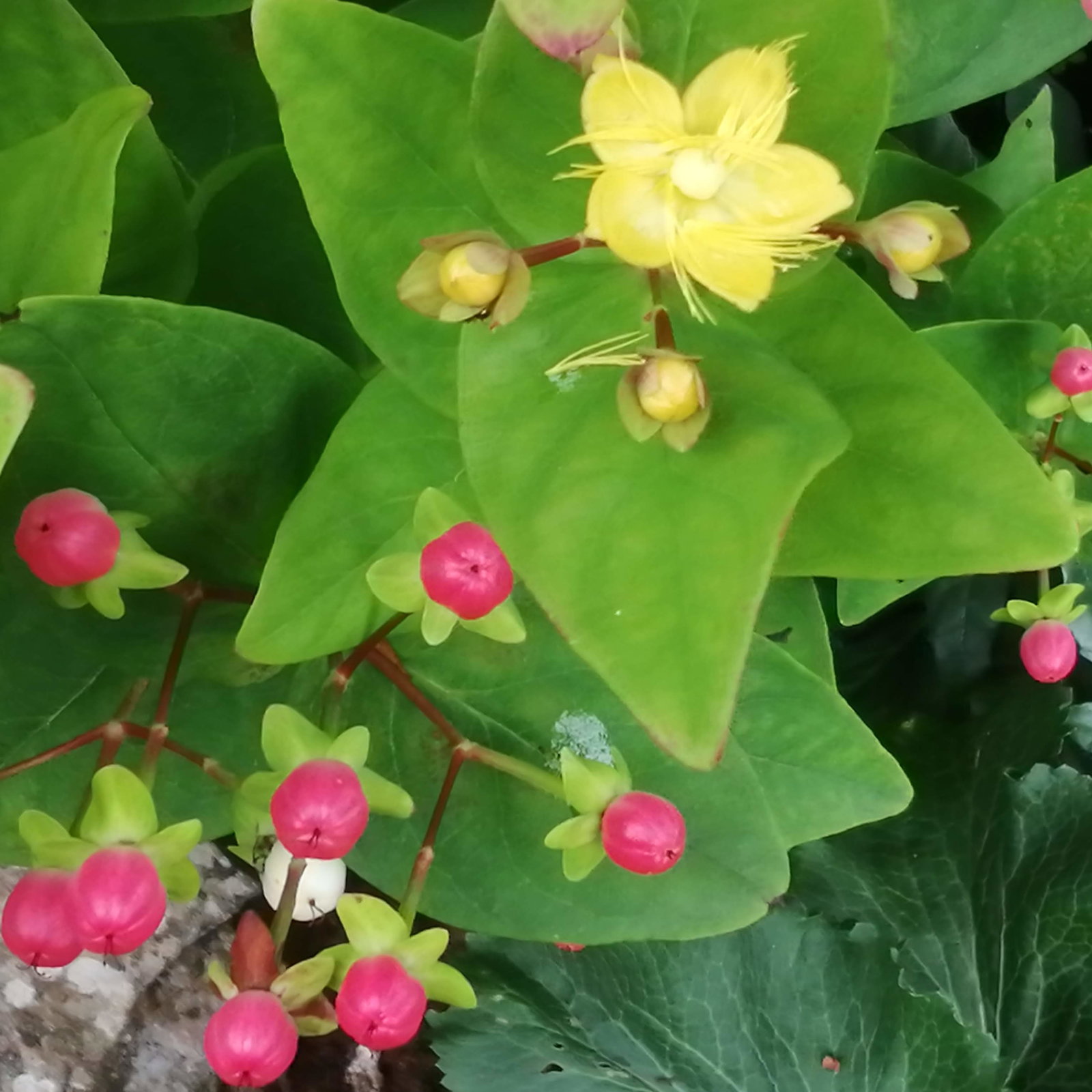 Hypericum Party Pink