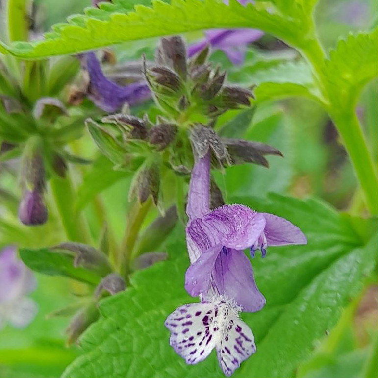 Nepeta Stewartiana