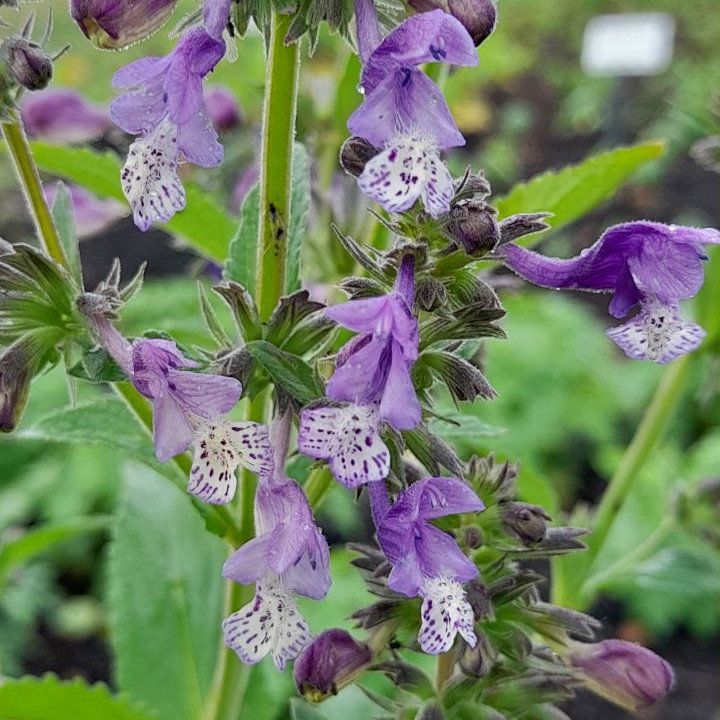 Nepeta Stewartiana