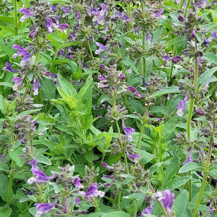 Nepeta Stewartiana