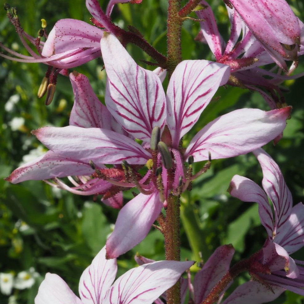 Dictamnus Albus Var Caucasicus