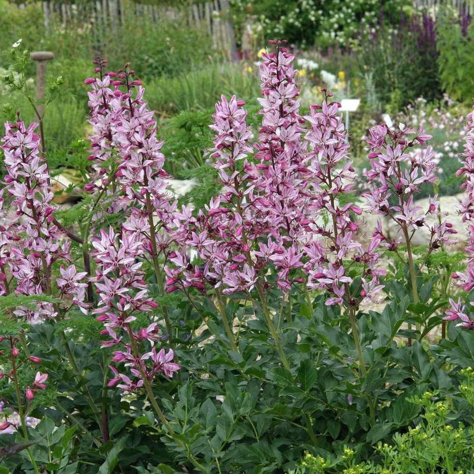Dictamnus Albus Var Caucasicus