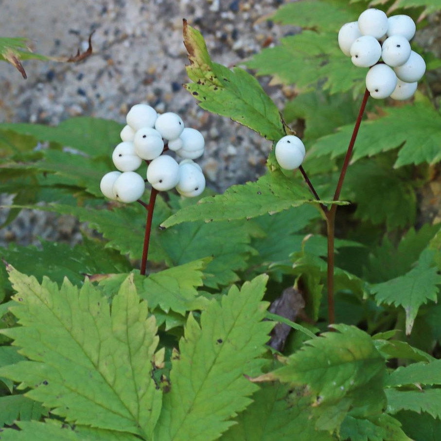 Actaea Rubra F Neglectum