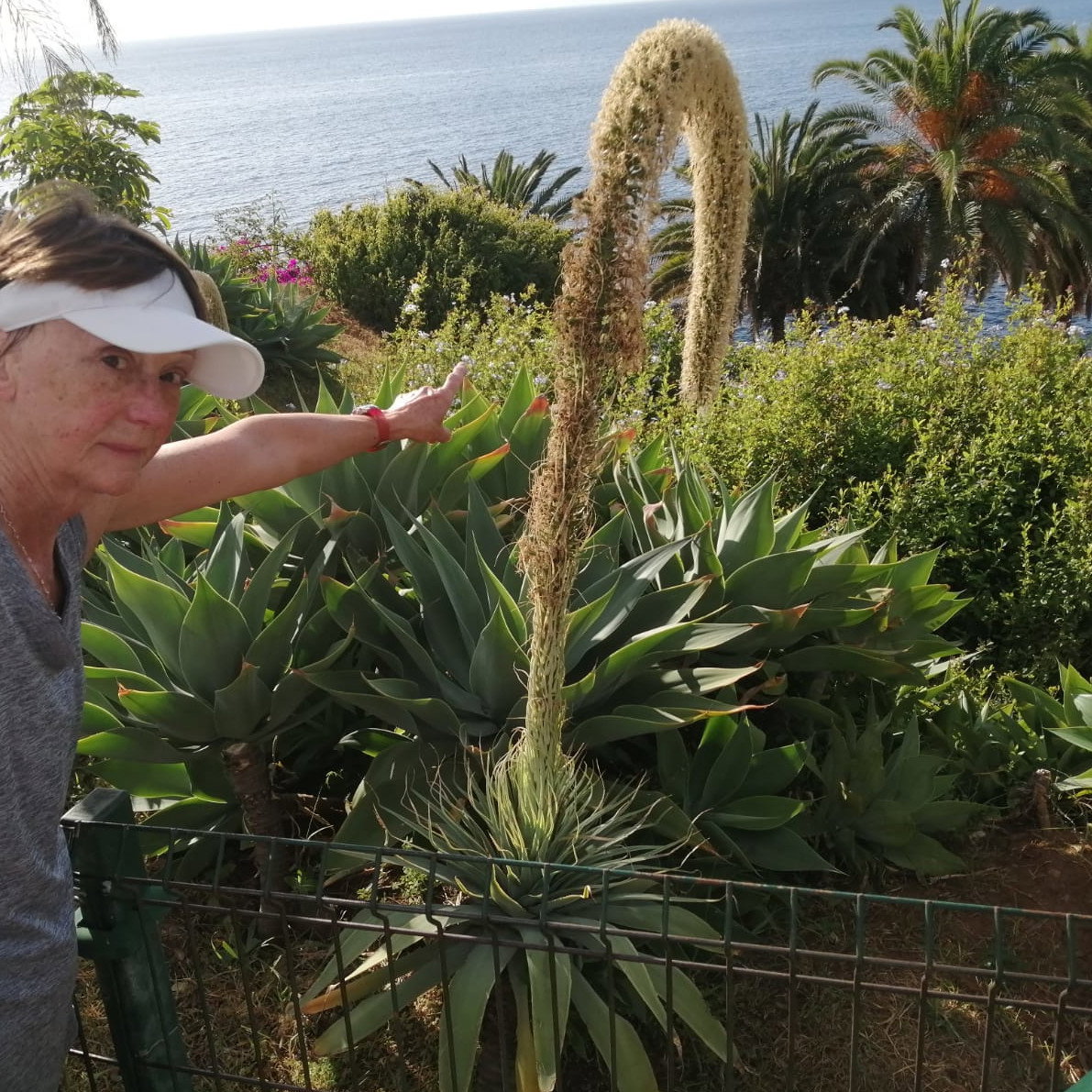 Agave Attenuata