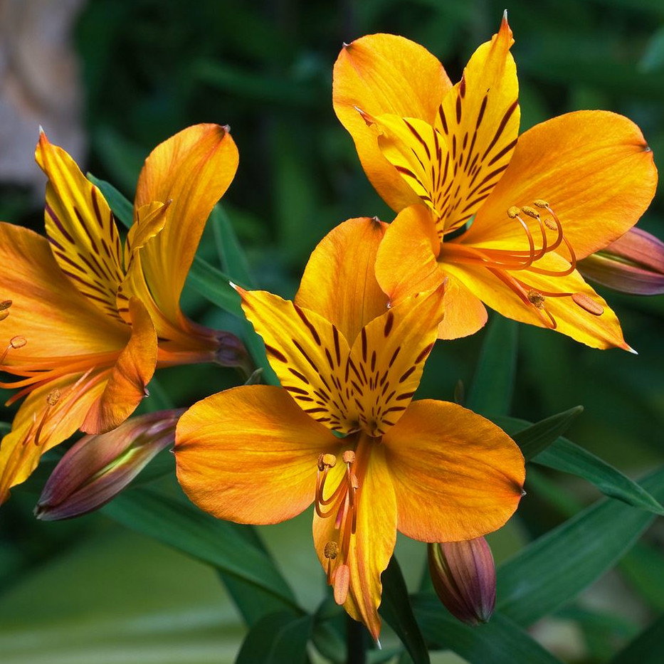 Alstroemeria Polpaicana