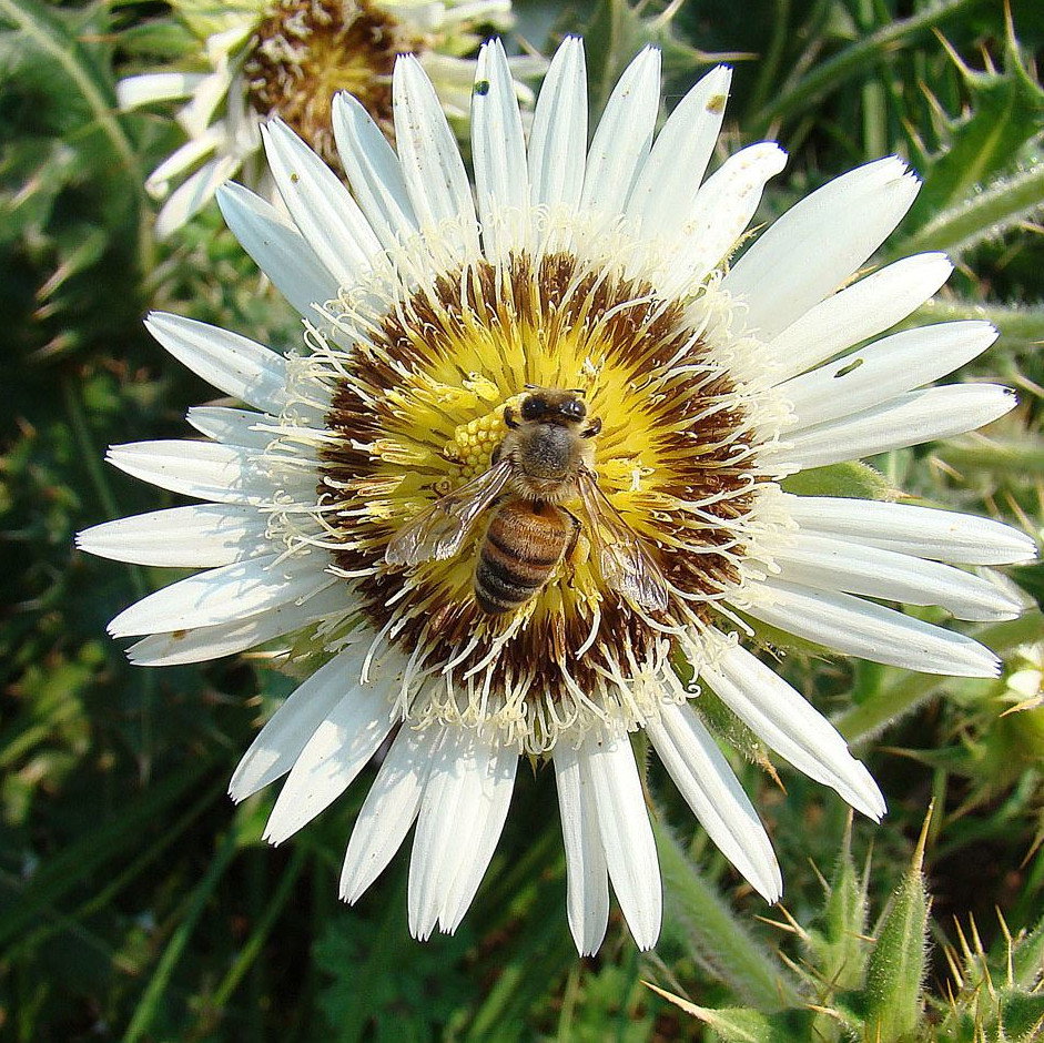 Berkheya Cirsiifolia