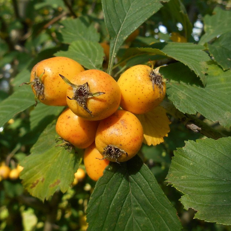 Crataegus Punctata Aurea
