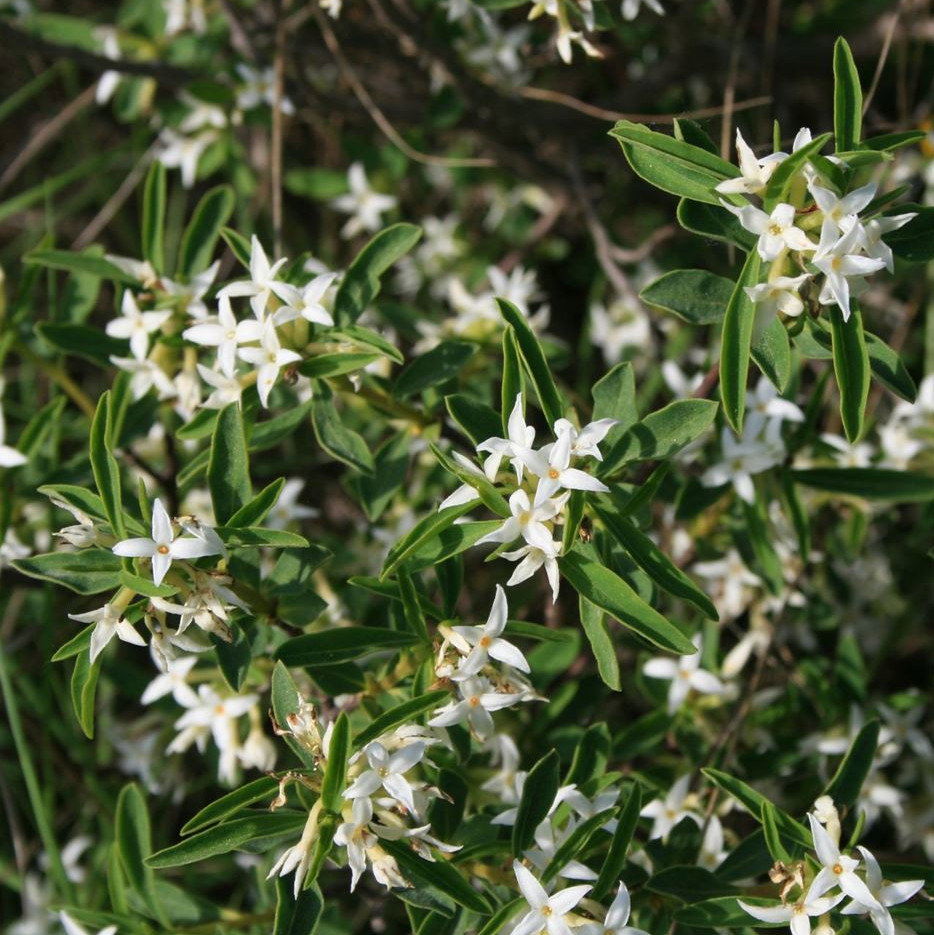 Daphne Alpina