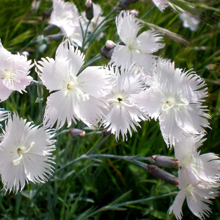 Dianthus Anatolicus