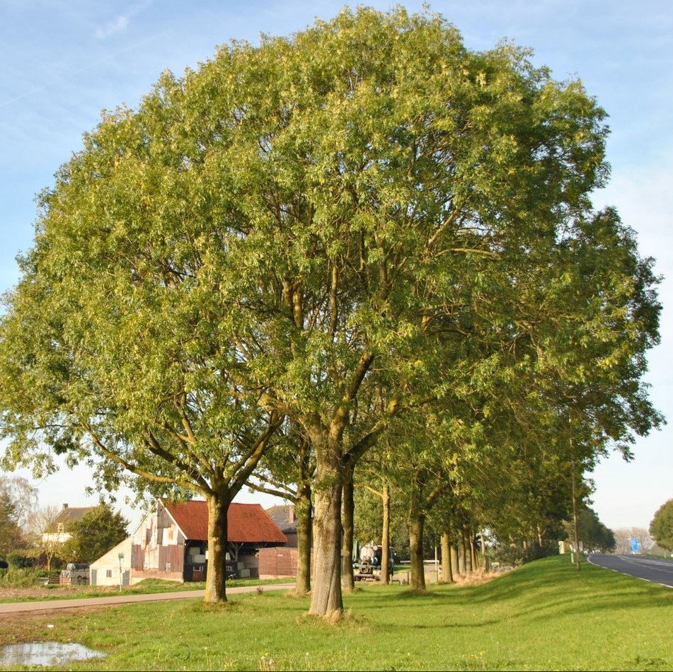 Fraxinus Excelsior