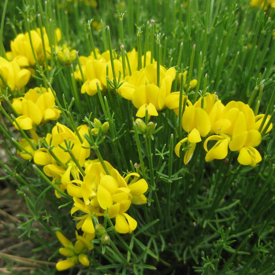 Genista Radiata