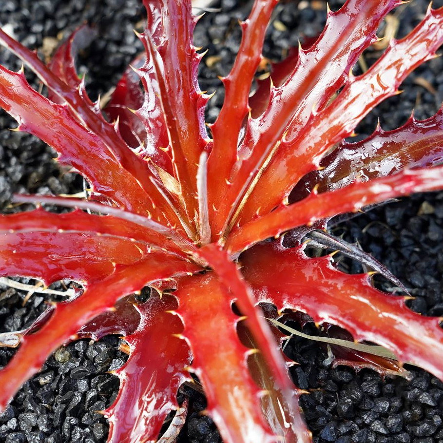 Hechtia Stenopetala