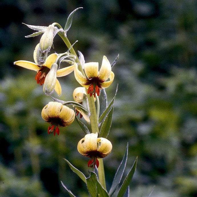 Lilium Ciliatum