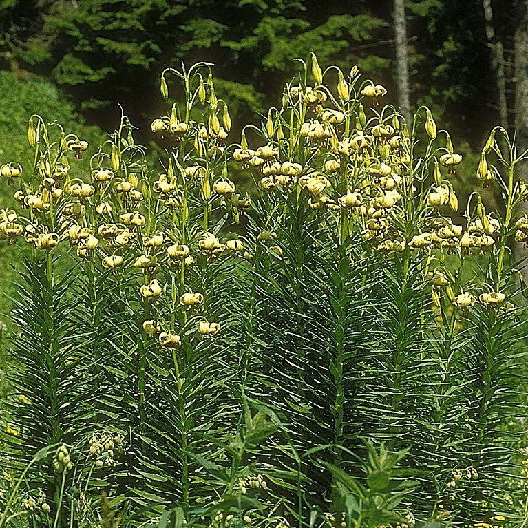 Lilium Ciliatum