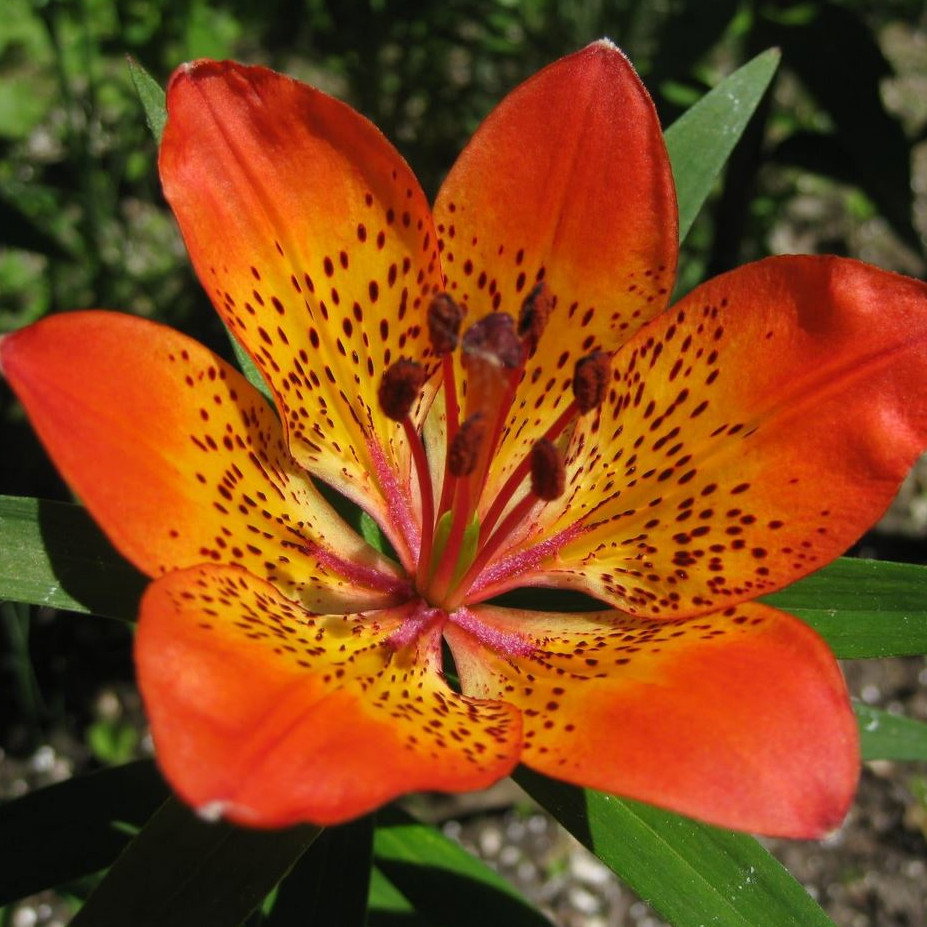 Lilium Dauricum