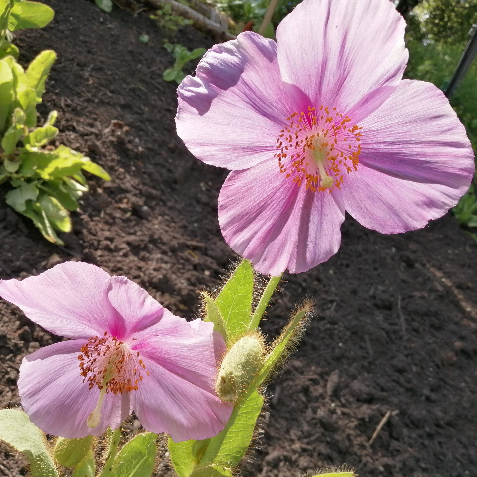 Meconopsis Baileyi Pink Icing