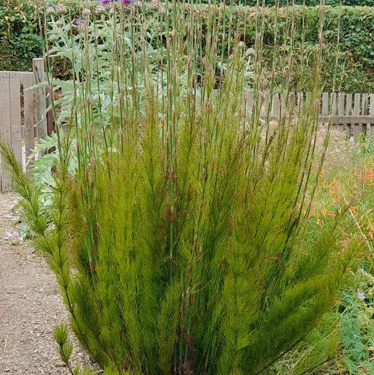 Rhodocoma Capensis