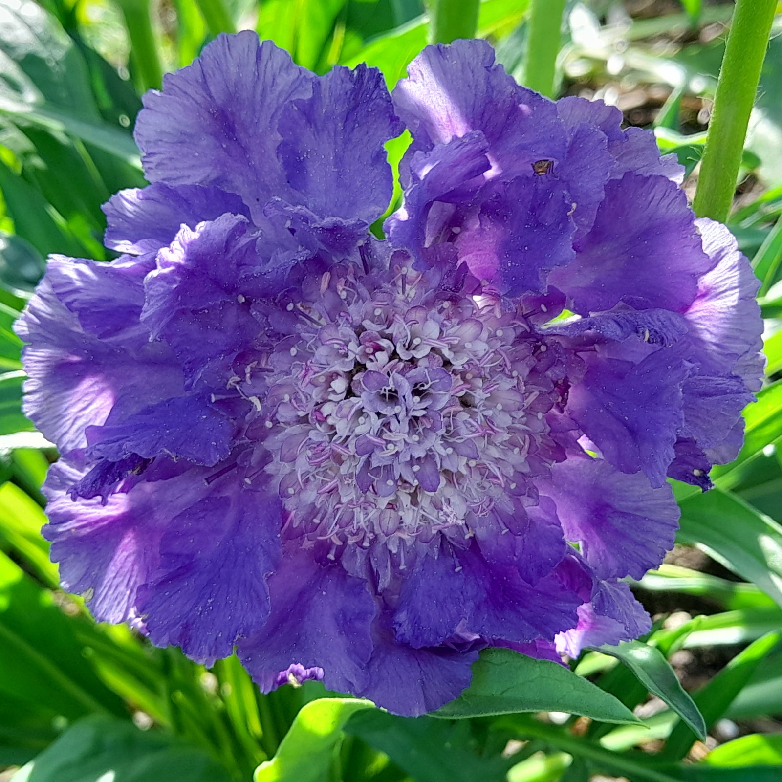 Scabiosa Fama Deep Blue