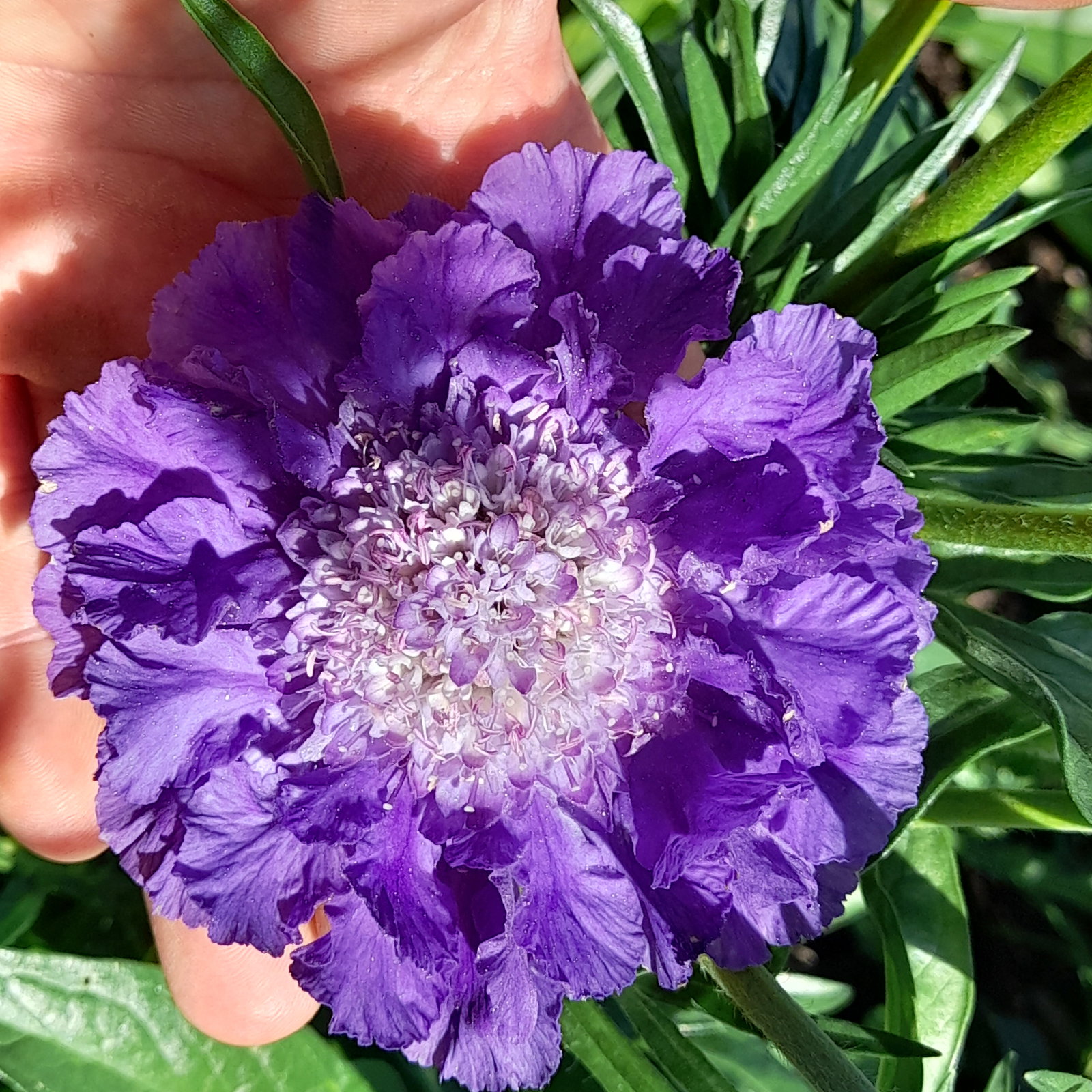 Scabiosa Fama Deep Blue