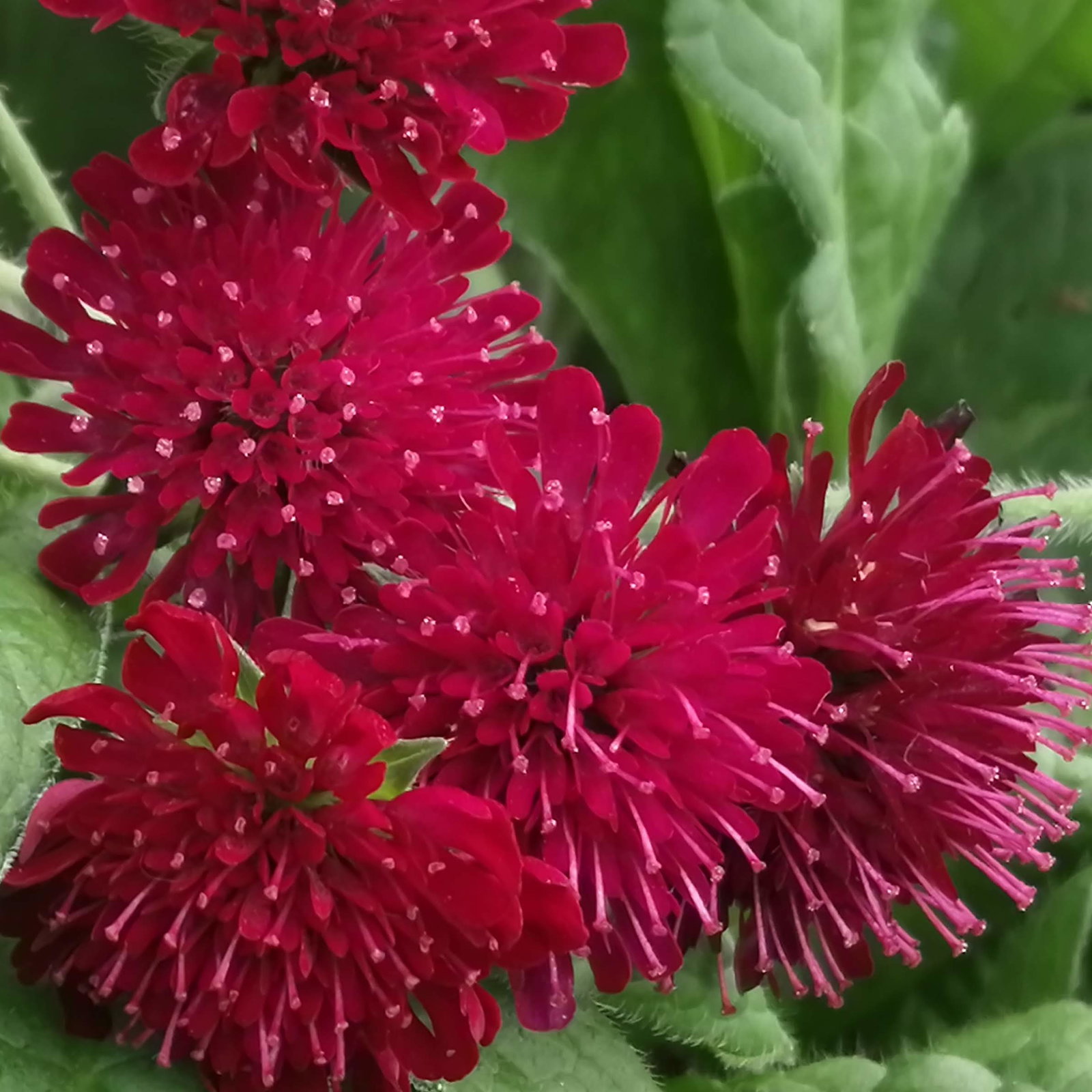 Scabiosa Rumelica