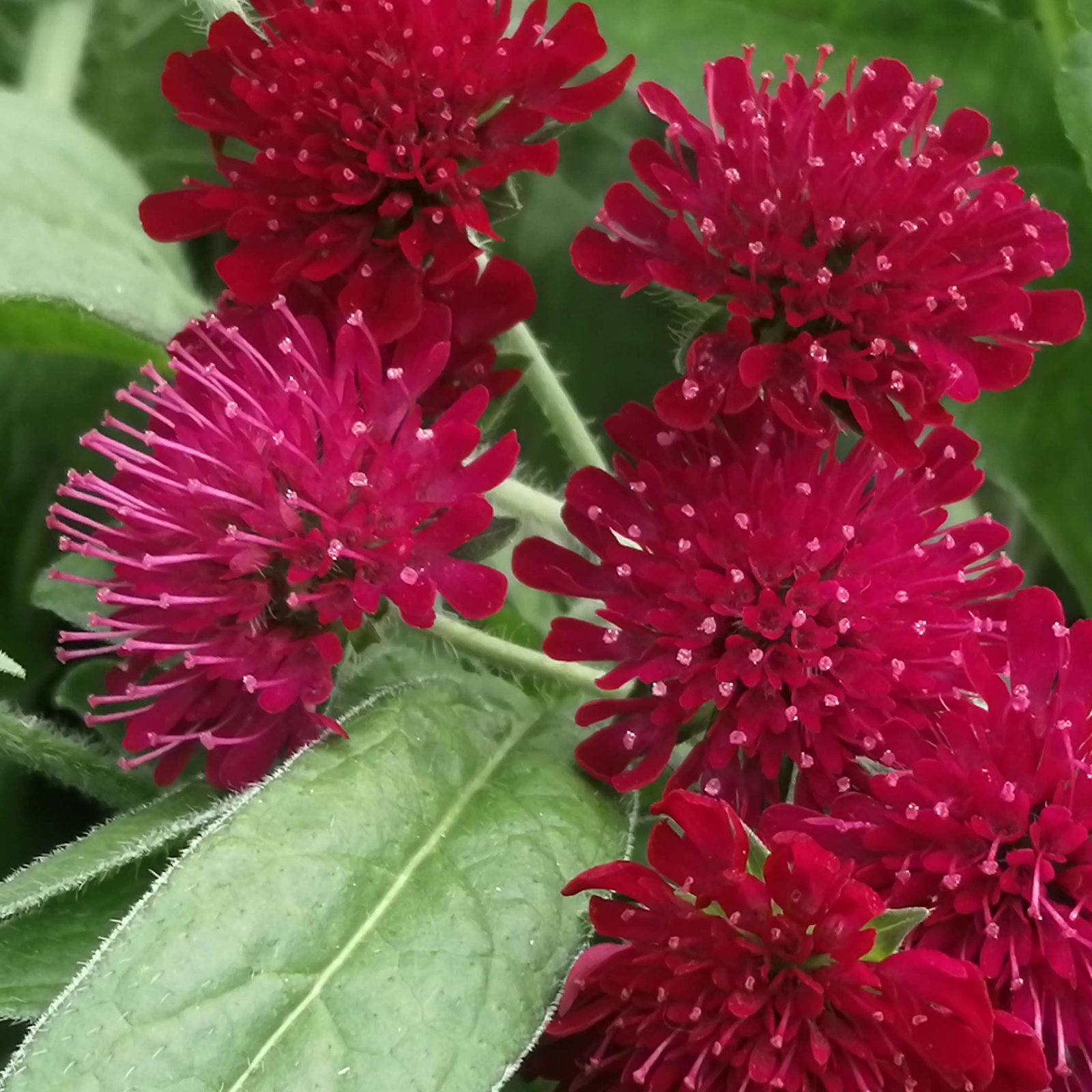 Scabiosa Rumelica