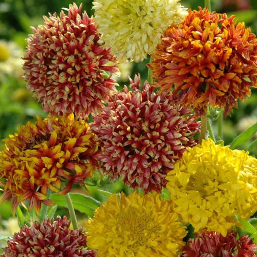 Gaillardia Pulchella Mix