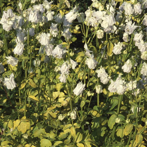Aquilegia Mellow Yellow